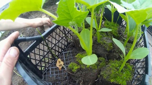 Высадка РАССАДЫ ОГУРЦОВ в ТЕПЛИЦУ сорт "АРТИСТ" смотреть онлайн