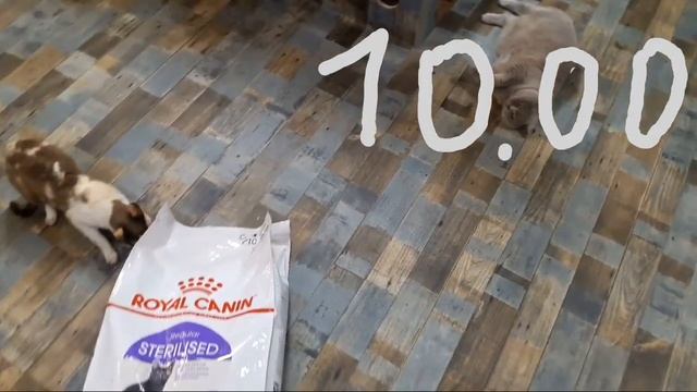 Видео про кошек. Большой мешок с кормом для котов и кошек смотреть онлайн