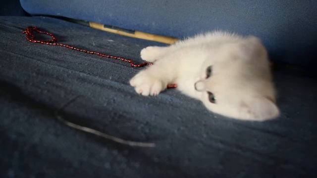 Котята британской серебристой шиншиллы смотреть онлайн