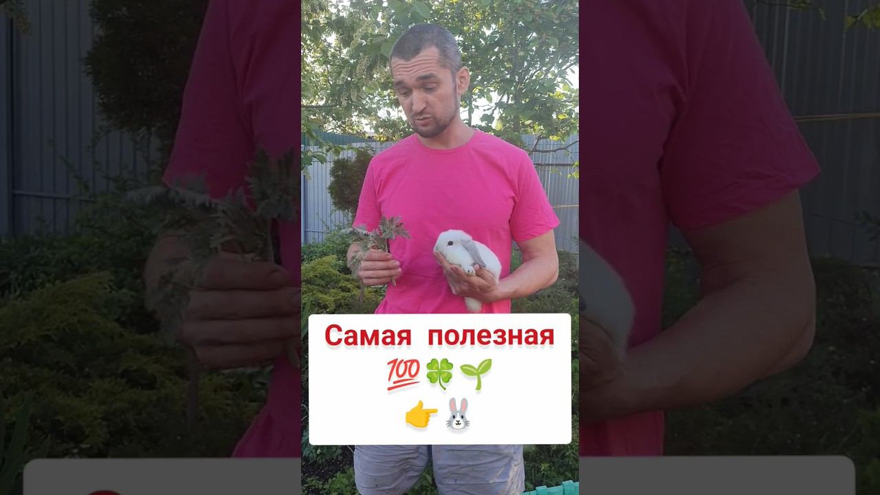 Самая полезная трава для кроликов смотреть онлайн