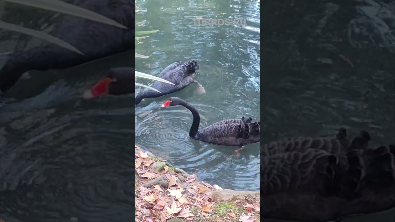 Лебеди на пруду. Сочи дендрарий.  #эксклюзив #сочи #лебеди #дендрарий