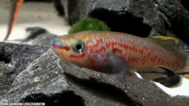 11 Badass Sea Predators Who Hunt On Land смотреть онлайн