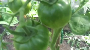 САМЫЕ ПЕРВЫЕ ТОМАТЫ! СОРТ ХЛЕБОСОЛЬНЫЙ РОЗОВЫЙ. Ольга Чернова.