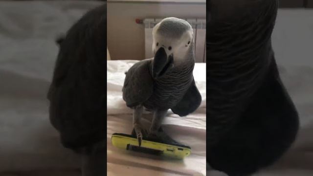 Говорящий попугай жако Моняшка-разбирает телефон смотреть онлайн