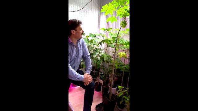 Использование фитолампы в алюминиевом корпусе. Офис с растениями. смотреть онлайн