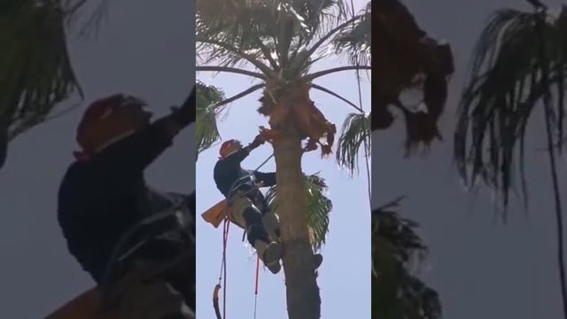 Limpieza y poda de palmeres (чистка пальм) смотреть онлайн