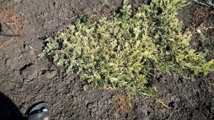 Можжевельник горизонтальный Голден Карпет | Plante.md