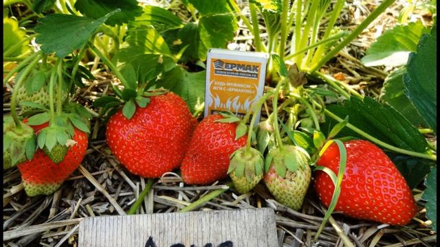 Сорт клубники Азия#описание и характеристики смотреть онлайн