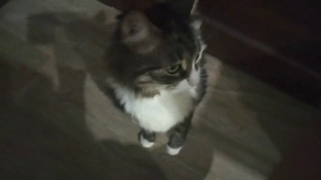 *очень странный* недельный влог ??? смотреть онлайн