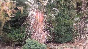 Мискантус китайский: сорта и секреты выращивания