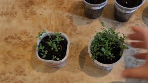 Гвоздика турецкая из семян. Бывают ли сорта зацветающие в год посева? Результат теста такого сорта.