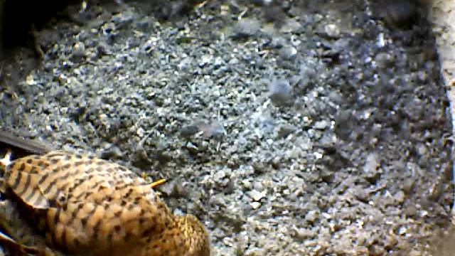 From Internet Camera(Turmfalken[03:1A:A5])2014/07/14,09:04:23_D смотреть онлайн