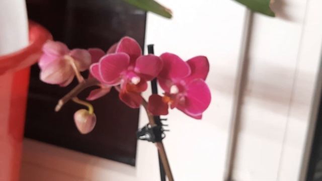 Много, очень МНОГО новых ОРХИДЕЙ. 8 МАРТА 2022.New orchids смотреть онлайн