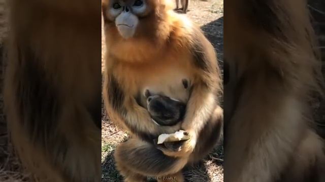 Золотая обезьяна с детенышем♥️♥️♥️ смотреть онлайн