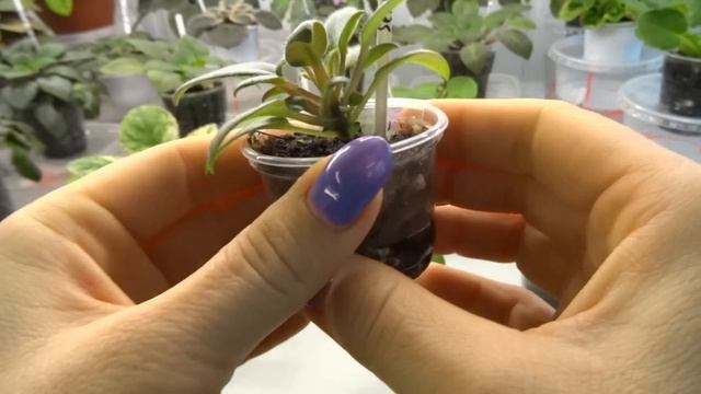 Детки трейлерных фиалок спустя месяц. смотреть онлайн