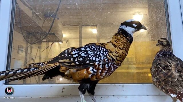 ФАЗАНЫ. ДОСТАВКА ПО РОССИИ. КАК Я ОТПРАВЛЯЮ ФАЗАНОВ В РЕГИОНЫ.SENDING PHASANES TO REGIONS. смотреть онлайн