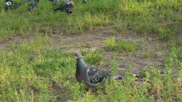Пример видео с Canon EOS 650D смотреть онлайн