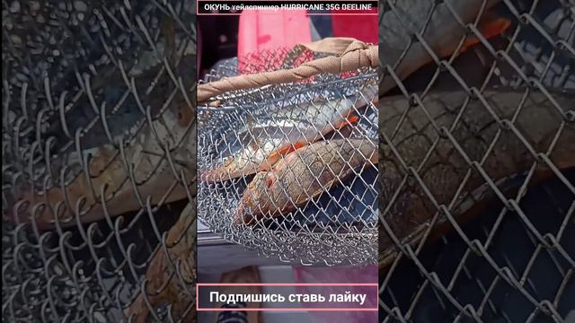 ОКУНЬ тейлспиннер HURRICANE 35G BEELINE смотреть онлайн