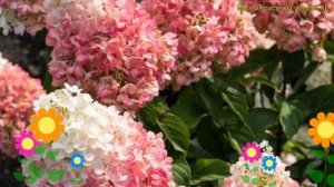 Гортензия метельчатая Шугар Раш. Краткий обзор, описание hydrangea paniculata Sugar Rush