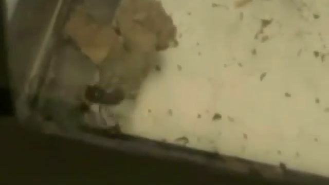 Video 7 - Thyreophora cynophila in a terrarium (2).wmv смотреть онлайн