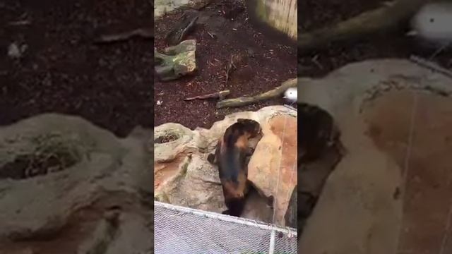 Токио Самый старый зоопарк в Японии смотреть онлайн