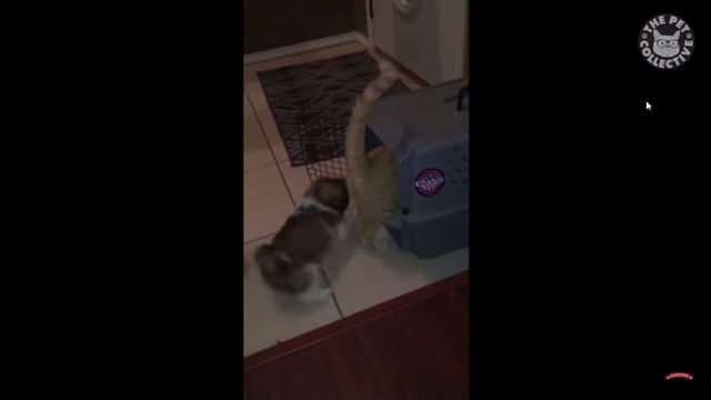 щенок запер кота в боксе смотреть онлайн