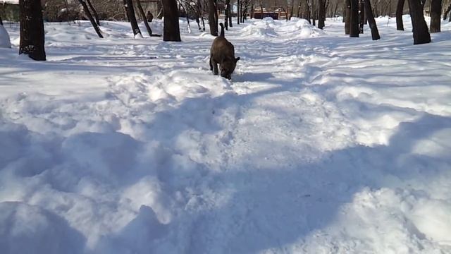 Сириус в дендрарии - 1 смотреть онлайн