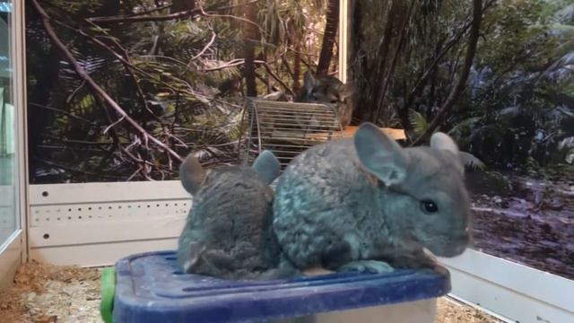 Обезьяны, попугаи, рептилии * ВЫСТАВКА * Тольятти - 2015 смотреть онлайн