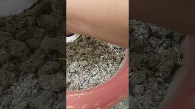 Mandevilla🌷- Care and tips.. смотреть онлайн