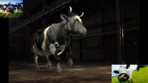 Коровы Развлекаются / Веселые коровы / Корова поёт / Корова Танцует