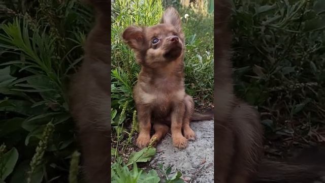 Cute long-haired toy terrier puppy. / Милый щенок длинношерстного той-терьера. смотреть онлайн