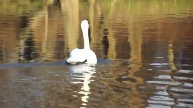 Елена Кацюба Декабрьский лебедь смотреть онлайн