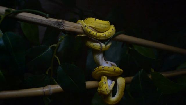 Green Tree Python Feeding смотреть онлайн