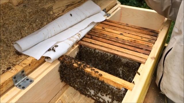 Турецкий улей 2.0 Неделя спустя заселение роем бродячих пчел. Как прошло освоение нового жилища? смотреть онлайн