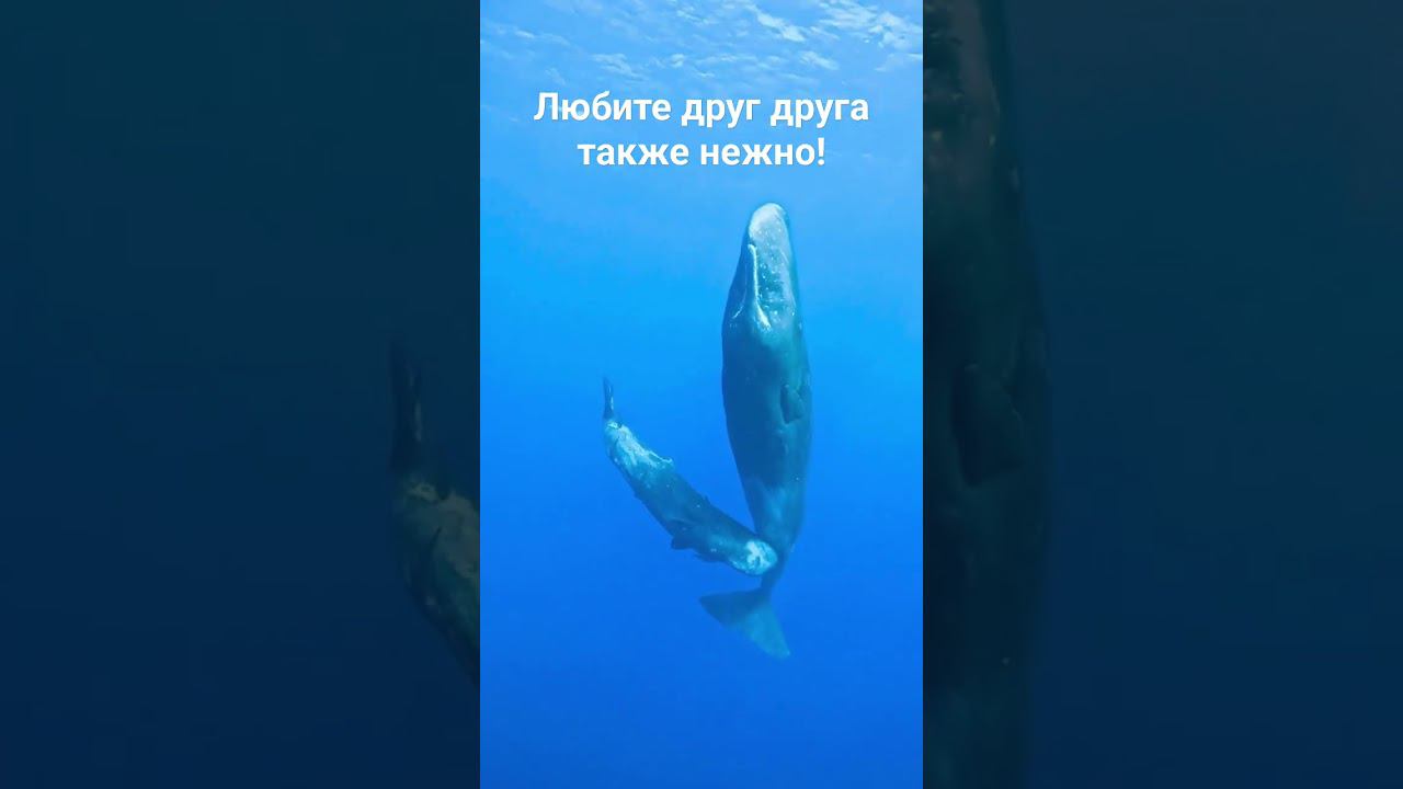 Кашалоты на Маврикии! С ними может нырять каждый! смотреть онлайн