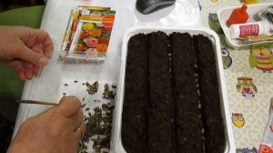 Посев ЦИННИИ на рассаду Все про ЦИННИЮ