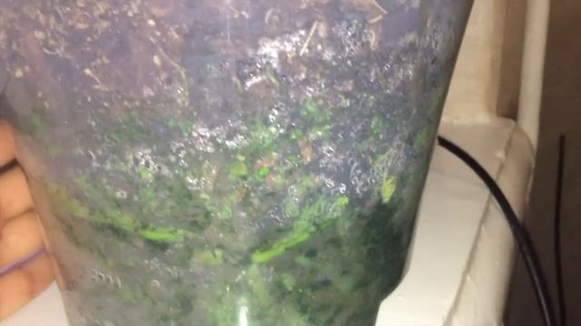 Когда поливать орхидеи ?