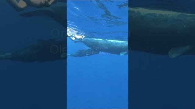 Маврикий. Mauritius. 毛里求斯。 смотреть онлайн