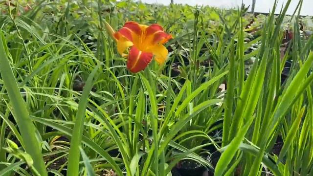 Weekly walk through - lots of blooms! смотреть онлайн