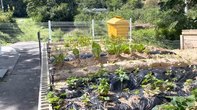 Южная Корея.?Деревенька/Не надо мне это писать!/Как делают грядки в Корее/Сажаем цветы/Барбекю смотреть онлайн