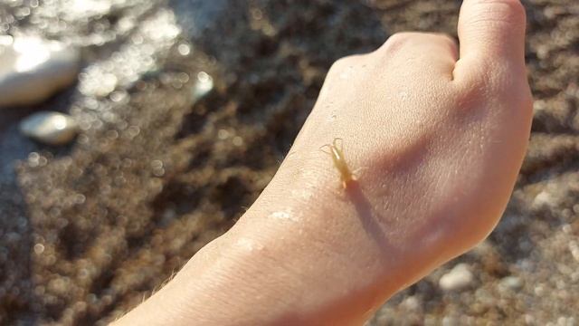 МОРСКАЯ БЛОХА НА ЧЕРНОМ МОРЕ смотреть онлайн
