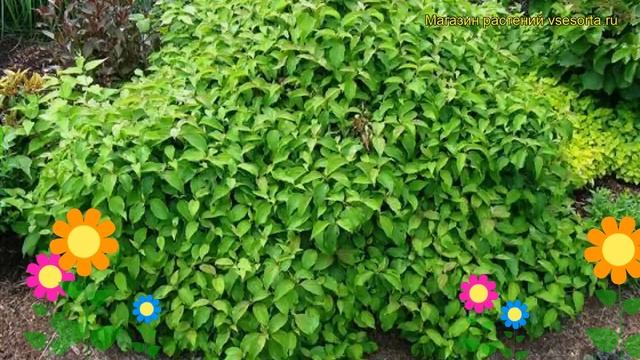 Дерен шелковистый Келси. Краткий обзор, описание характеристик cornus sericea Kelseyi смотреть онлайн