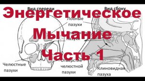 Энергетическое Мычание. Часть 1