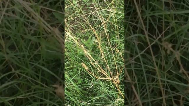 Шампиньоны и поганки друзья ))) смотреть онлайн