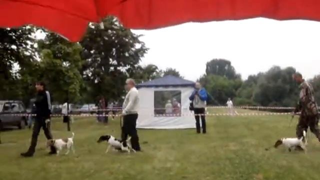 116я Московская выставка, гладкошерстные фокстерьеры смотреть онлайн