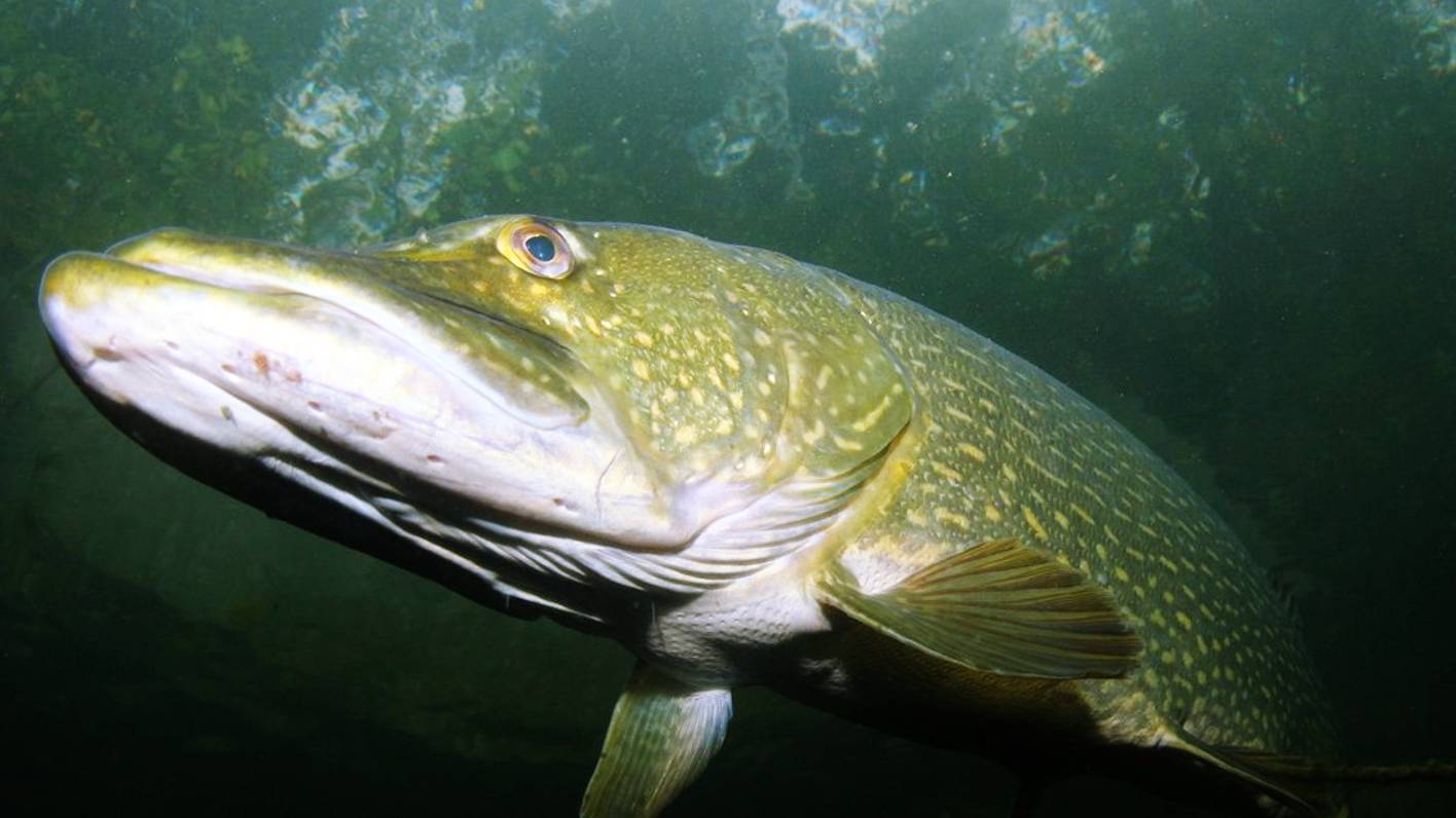 Охота № 7 смотреть онлайн