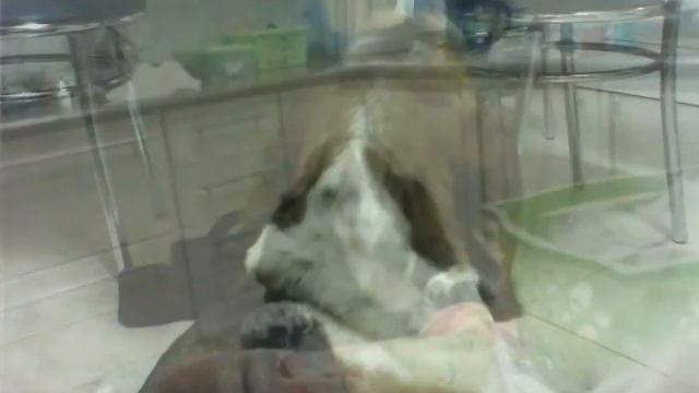 HOMENAGEM AO MEU BASSET HOUND SHELLY смотреть онлайн