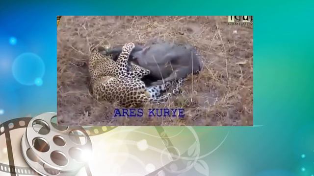 Дикая природа. Леопард против кабана. Wildlife. Leopard against boar смотреть онлайн