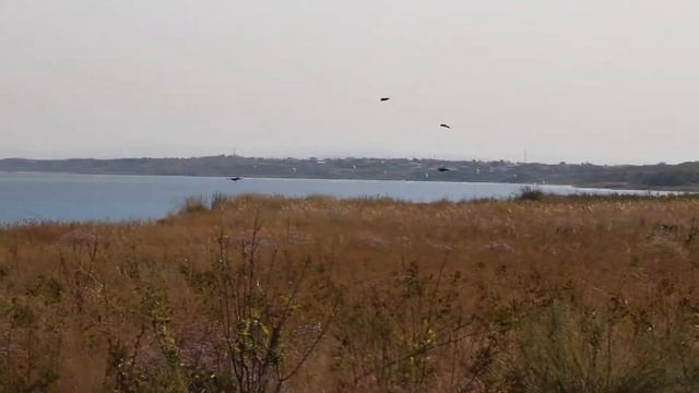 Грачи кувыркаются в воздушных потоках. Кизилташский лиман любят не только кайтеры! смотреть онлайн
