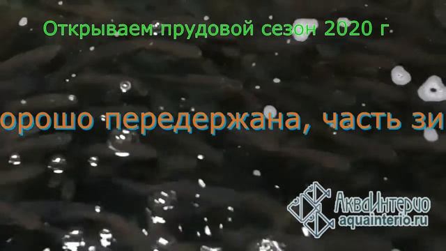 Купить рыбу для пруда сезон 2020: толстолобик, амур, карп, карп кои, карась красный, стерлядь смотреть онлайн